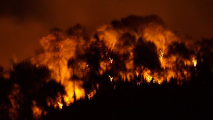 Sürmene'de orman yangını