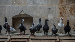 Türkiye'nin damızlık güvercinleri Şanlıurfa'dan