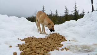 Yaban hayvanları için doğaya yem bırakıldı