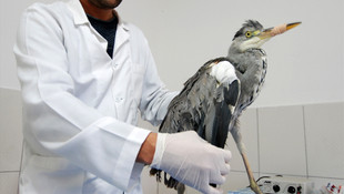 Kanadı kırık balıkçıl kuşu tedavi altına alındı