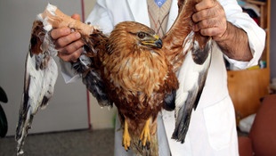 Yaralı kızıl şahin tedavi altına alındı