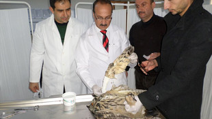 Yaralı puhu kuşu tedavi altına alındı