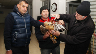 Yaralı yavru şahin tedavi altına alındı