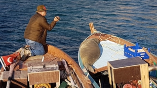 Akdeniz foku Karaburun Limanını mesken tuttu