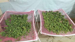 Apartman dairesinde uyuşturucu serası