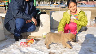 Donmak üzere olan köpeğe 12 yaşındaki çocuk sahip çıktı