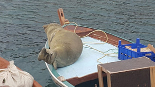 Karaburun'da balıkçı barınağına gelen Akdeniz foku