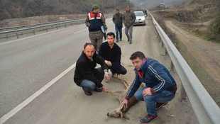 Yaralı karacayı yaşatmak için seferber oldular