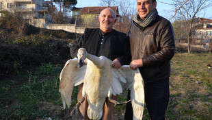 Yaralı yaban kazı tedavi altına alındı