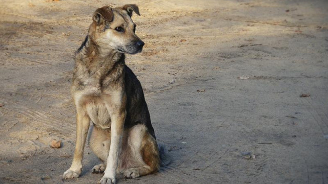 Saldırıya uğrayan kadının imdadına sokak köpeği koştu