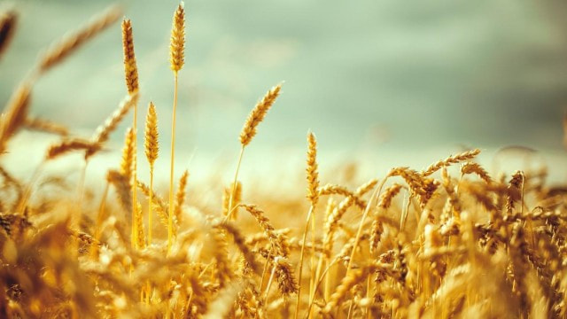 Türkiye Rusyadan buğday alımını durdurdu