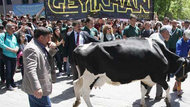 İnek Bayramı kutlamasına yasak geldi!