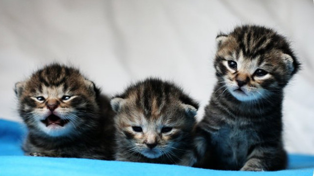 Fransada tek tek zehirleniyorlar!  