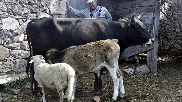 Şap hastalığı insana bulaşır mı? Şap hastalığı nedir? Şapın etkileri
