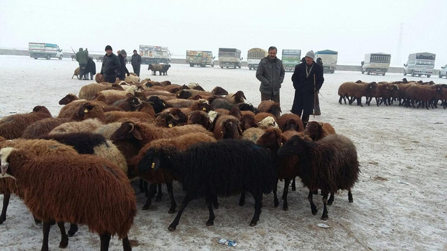 Ağrı'da "şap" karantinası