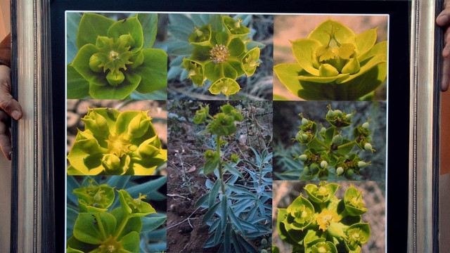 Amatör fotoğrafçılar "Mevlana Çiçeği"ni arıyor