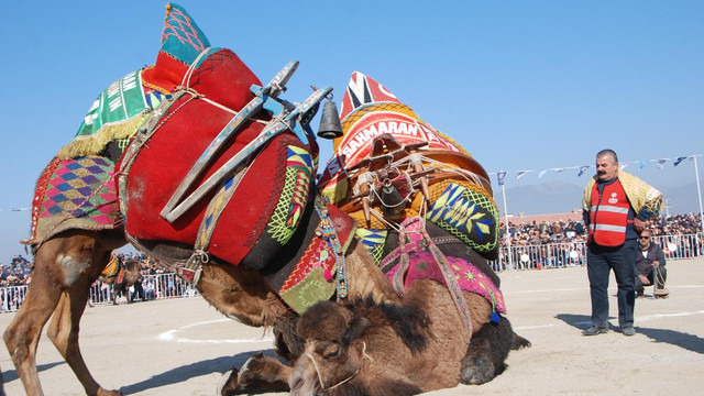 Aydın'da deve güreşi şenliği