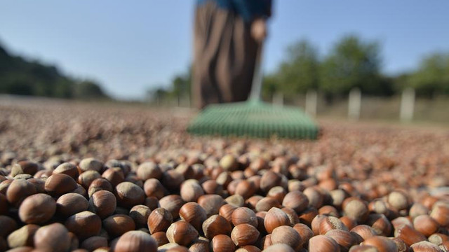 Çiftçinin fındık fiyatındaki beklentisi en az 15 lira