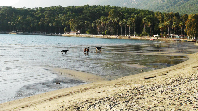 Muğlada deniz 20 metre çekildi!
