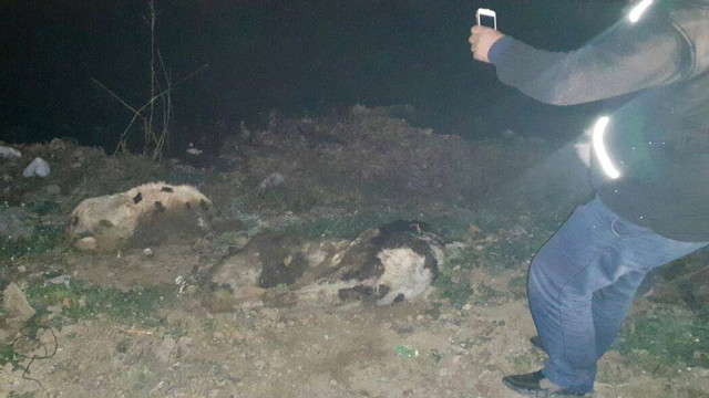 Dere kenarında telef olmuş 3 büyükbaş hayvan bulundu
