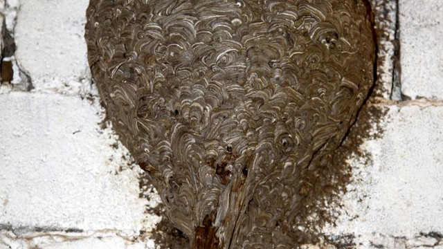 Dev arı yuvası müzede sergilenecek