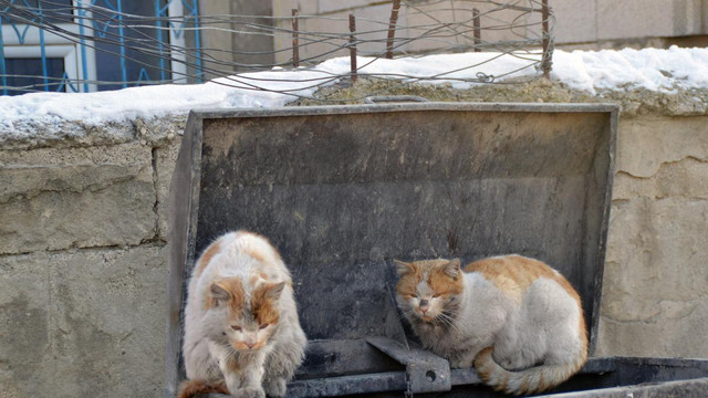 Doğu Anadolu'da kış