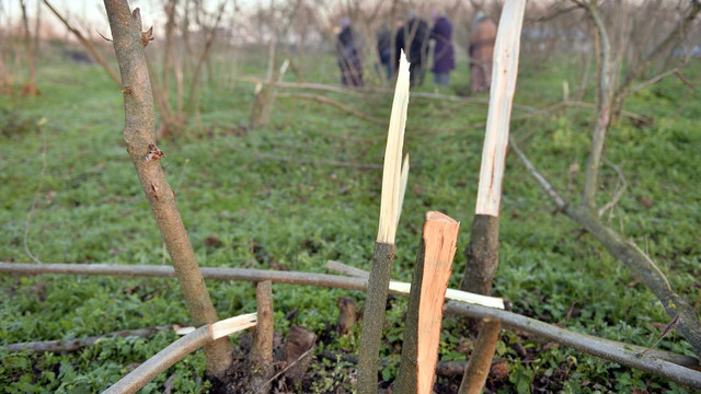 Düzce'de 35 dönüm fındık bahçesiyle 240 ağacın tahrip edilmesi