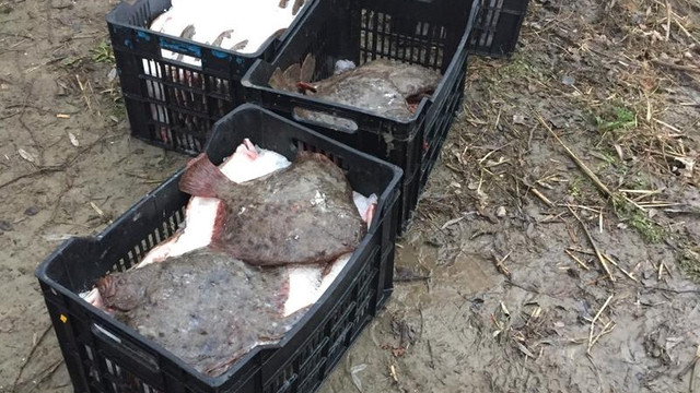 Edirne'de kaçak "kalkan" operasyonu