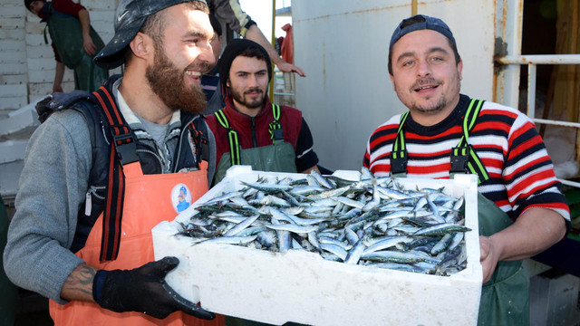 Ege Denizi'nde sardalya bolluğu