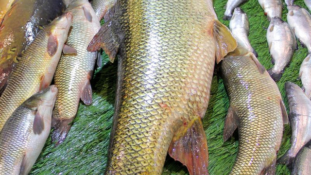 Elazığ'da dev turna balığı yakalandı