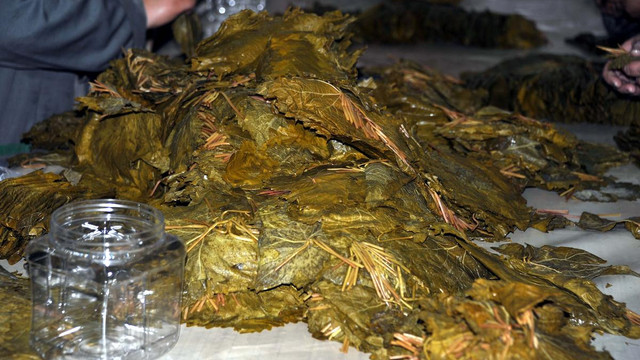 Erbaa bağ yaprağının markalaştırılması çabaları