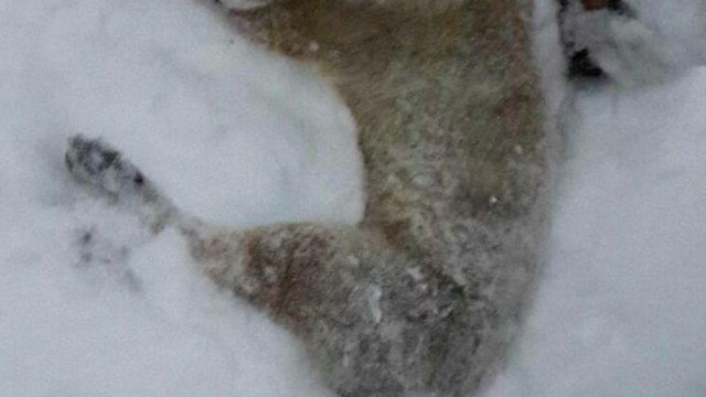 Erzurum'da şehre inen tilki soğuktan dondu