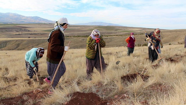 Fidan dikerek aile bütçesine katkı sağlıyorlar