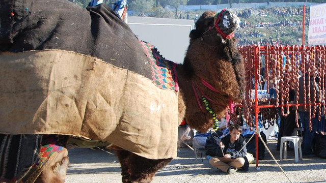Geleneksel Koçarlı Deve Güreşleri