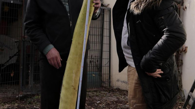 "İnsan boyunda" kabak yetiştirdi