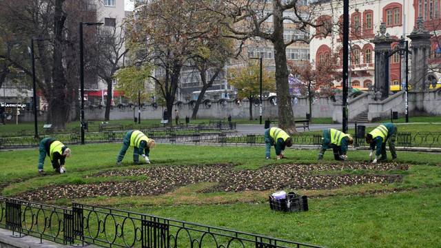 İstanbul'un hediyesi laleler, Belgrad'ı süsleyecek