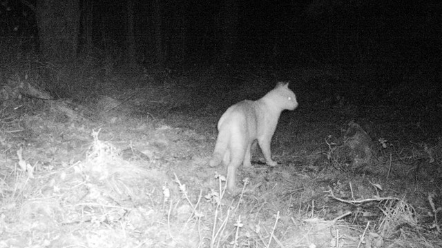 Kırıkkale'de yaban kedisi görüntülendi