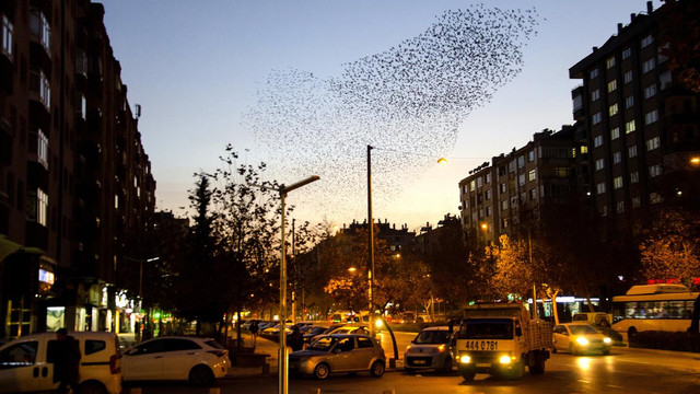 Konya semalarında sığırcık kuşlarının dansı