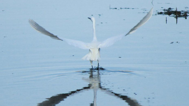 Kuş Cenneti'nde fotosafari
