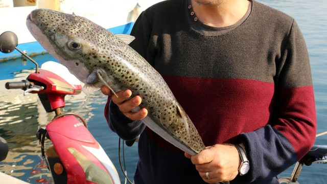 Oltaya takılan balon balığı görenleri şaşırttı