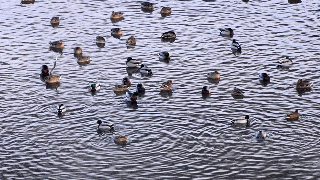 Sarıkamış'ta "Ördek Gölü" buz tuttu