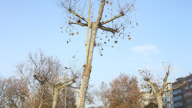 Taksim Meydanı'na yeni ağaçlar