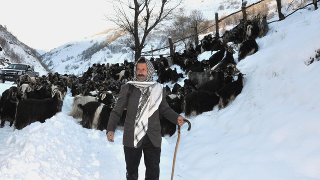 Tipide mahsur kalan çoban kurtarıldı