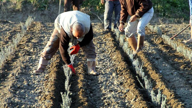 "Trakya, Türkiye'nin lavanta bahçesi olacak"