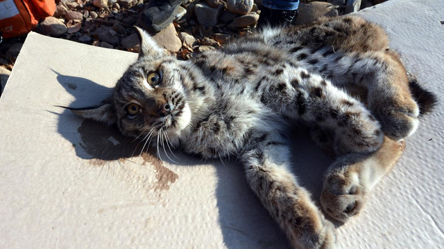 Tunceli'de yaralı bulunan vaşak tedavi altına alındı