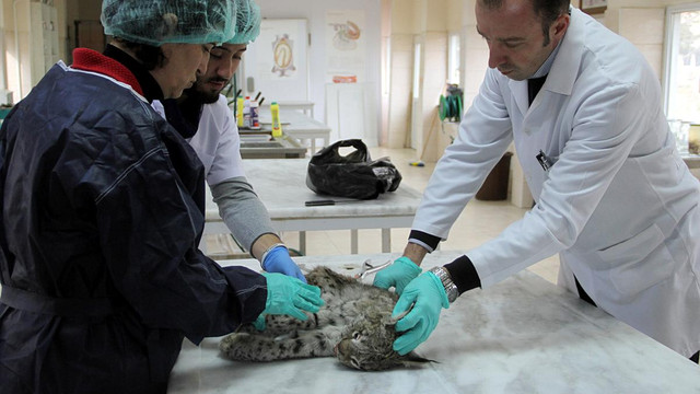 Tunceli'de yaralı bulunan vaşak