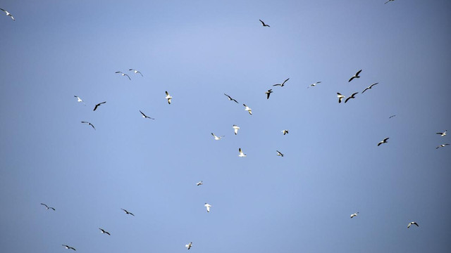 Tuzla Sulak Alanı'na göçmen kuş akını