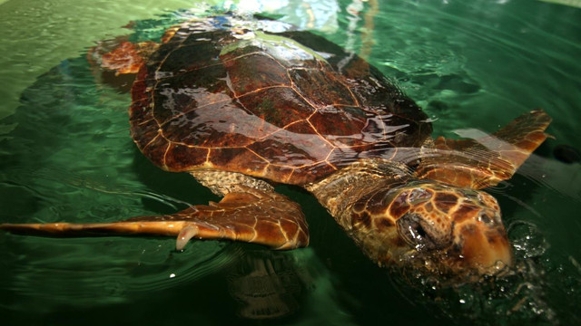 Yaralı kaplumbağaları 50 bin kişi ziyaret etti