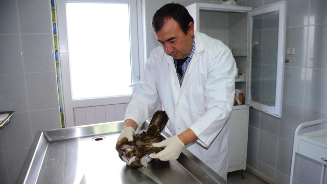 Yaralı şahin tedavi altına alındı