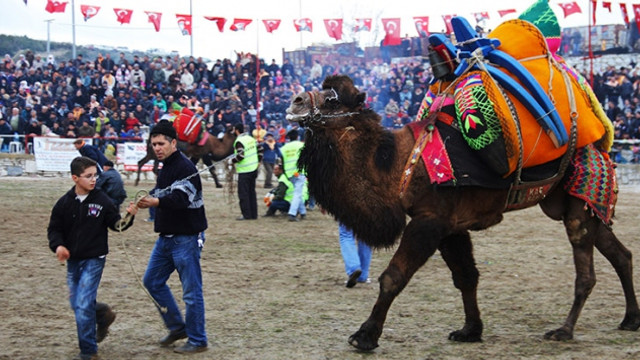 Şampiyon develer servet değerine satılıyor!